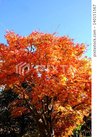 [Kanagawa Prefecture] Bright red autumn leaves 140151567