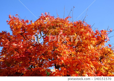 [Kanagawa Prefecture] Bright red autumn leaves stand out against the blue sky. 140151570