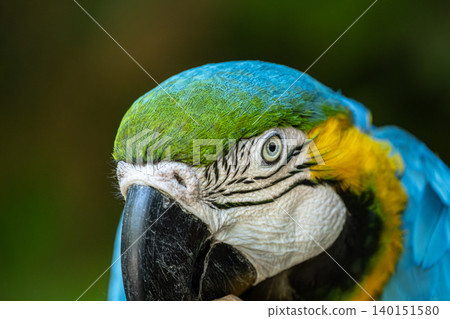 Blue and Yellow Macaw Ara Ararauna Portrait. Blue and Yellow Macaw Ara Ararauna Portrait. 140151580