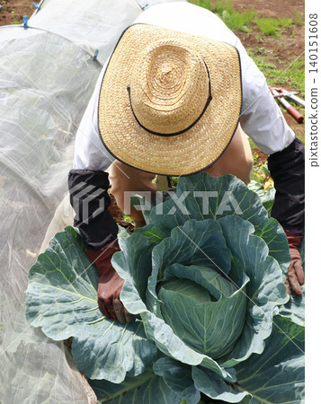 Senior harvesting cabbage Senior harvesting cabbage 140151608