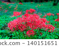 Higanofusa 1 140151651