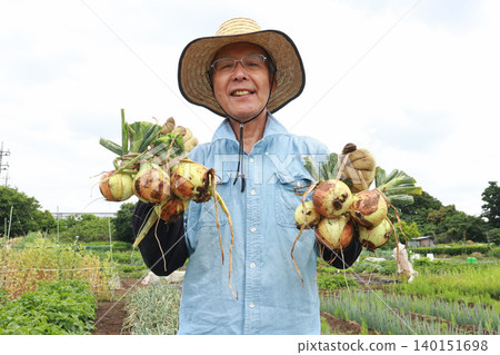 Seniors harvesting onions Seniors harvesting onions 140151698