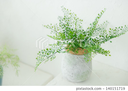 White curtains and green houseplants White curtains and green houseplants 140151719