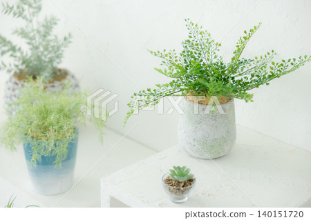 White curtains and green houseplants White curtains and green houseplants 140151720