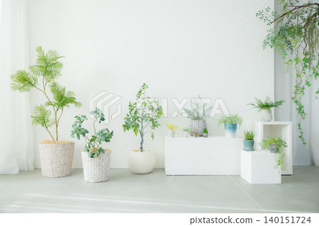 White curtains and green houseplants White curtains and green houseplants 140151724