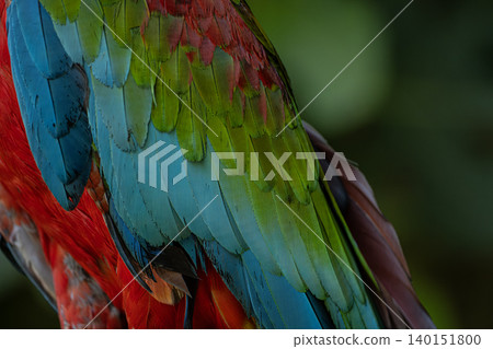 Scarlet Macaw Feathers Detailed Close Up Texture. Scarlet Macaw Feathers Detailed Close Up Texture. 140151800