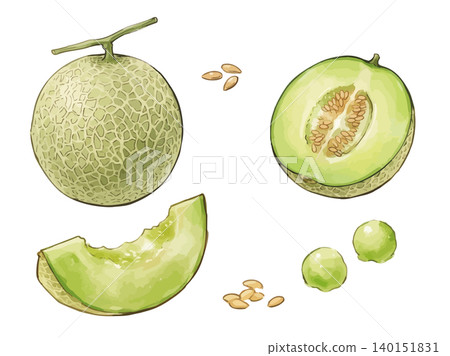 A mouthwatering illustration of a melon A mouthwatering illustration of a melon 140151831