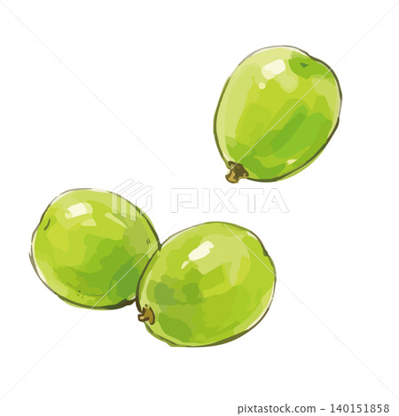 一張令人垂涎欲滴的 Shine Muscat 葡萄的插圖。 一張令人垂涎欲滴的 Shine Muscat 葡萄的插圖。 140151858
