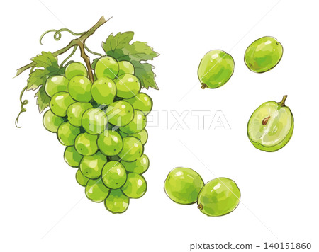 一張令人垂涎欲滴的 Shine Muscat 葡萄的插圖。 一張令人垂涎欲滴的 Shine Muscat 葡萄的插圖。 140151860