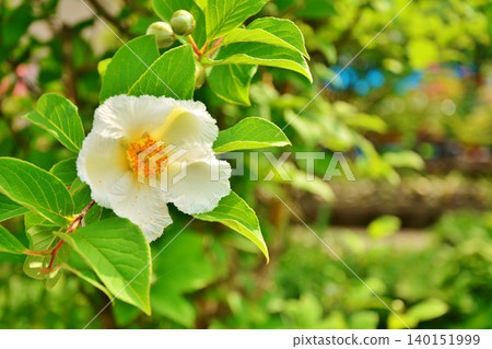 Summer Camellia Flower Summer Camellia Flower 140151999