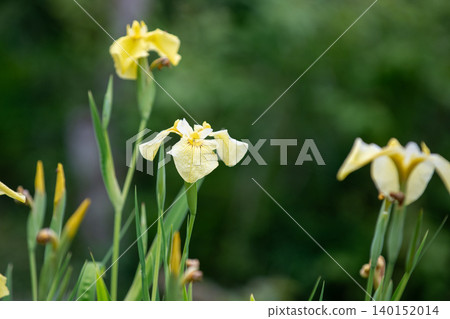 Yellow Hana shbo Yellow Hana shbo 140152014