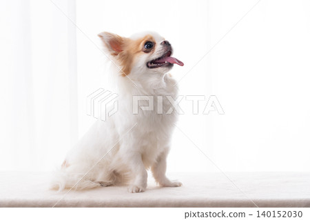 A cute long-haired Chihuahua looking up at an angle with a smile. A cute long-haired Chihuahua looking up at an angle with a smile. 140152030