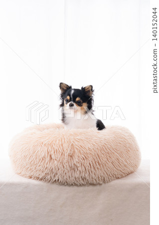 A Chihuahua snuggling into a fluffy, round pet cushion. A Chihuahua snuggling into a fluffy, round pet cushion. 140152044