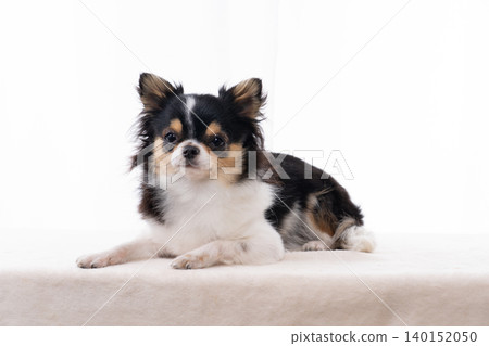 A black and tan Chihuahua lying down relaxed against a white background. 140152050