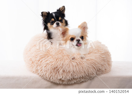 Two Chihuahuas looking directly at the camera while nestled in a fluffy pet bed. Two Chihuahuas looking directly at the camera while nestled in a fluffy pet bed. 140152054