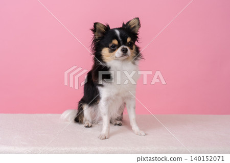 A black Chihuahua sitting against a pink background. A black Chihuahua sitting against a pink background. 140152071