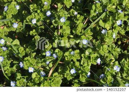 Veronica polita small blue flowers on a background of green foliage Veronica polita small blue flowers on a background of green foliage 140152207