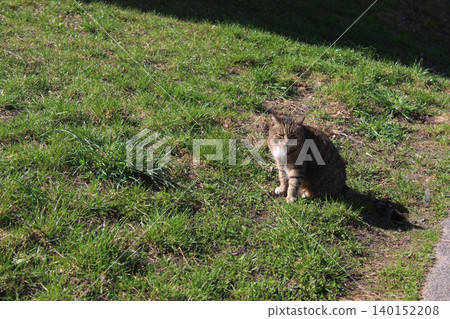The cat is sitting on the grass. Abandoned cat The cat is sitting on the grass. Abandoned cat 140152208