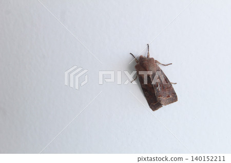 Orthosia garmani, or Garman's Quaker grey moth on a white background 140152211