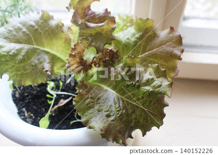 Lettuce in planters close-up. Salat Lettuce in planters close-up. Salat 140152226