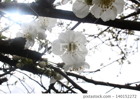 a white apple flower on a branch. Croine plan a white apple flower on a branch. Croine plan 140152272