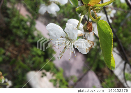 Close-up of apple blossom on a branch Close-up of apple blossom on a branch 140152276