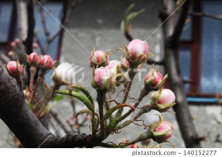 White pink blossoms of apple blossoms close-up 140152277