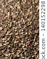 Pine cones forest view from above 140152298