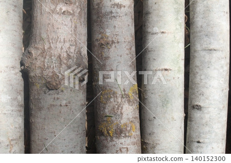 Birch tree trunks close-up Nature 140152300