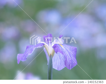 濕潤的鳶尾花 140152363