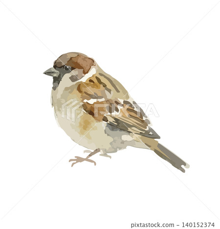 Watercolor-style illustration of a sparrow Watercolor-style illustration of a sparrow 140152374