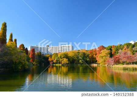 Autumn leaves Inokashira Park Autumn leaves Inokashira Park 140152388
