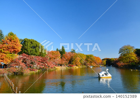 Autumn leaves Inokashira Park Autumn leaves Inokashira Park 140152389