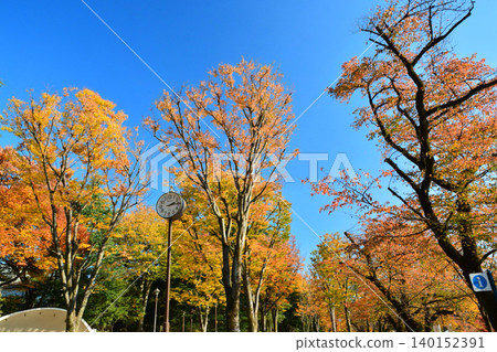 Autumn leaves Inokashira Park Autumn leaves Inokashira Park 140152391