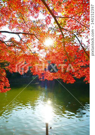 Autumn leaves Inokashira Park Autumn leaves Inokashira Park 140152397