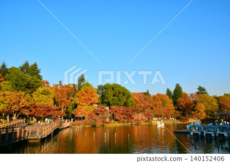 Autumn leaves Inokashira Park Autumn leaves Inokashira Park 140152406