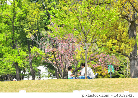 Cherry blossoms in bloom at Setagaya Equestrian Park Cherry blossoms in bloom at Setagaya Equestrian Park 140152423