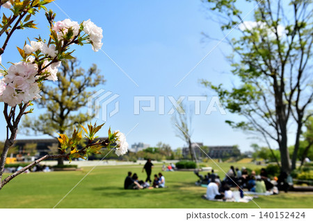 Cherry blossoms in bloom at Setagaya Equestrian Park Cherry blossoms in bloom at Setagaya Equestrian Park 140152424