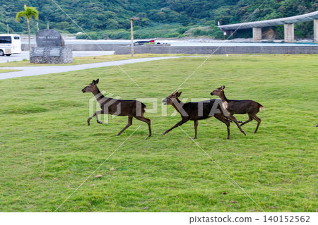 The Kerama deer (Japanese red deer), a natural monument. Aka Island, Kerama Islands, Shimajiri District, Okinawa Prefecture - 2025, 40km west of Okinawa Main Island. 140152562