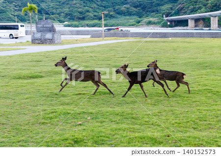 The Kerama deer (Japanese red deer), a natural monument. Aka Island, Kerama Islands, Shimajiri District, Okinawa Prefecture - 2025, 40km west of Okinawa Main Island. The Kerama deer (Japanese red deer), a natural monument. Aka Island, Kerama Islands, Shimajiri District, Okinawa Prefecture - 2025, 40km west of Okinawa Main Island. 140152573