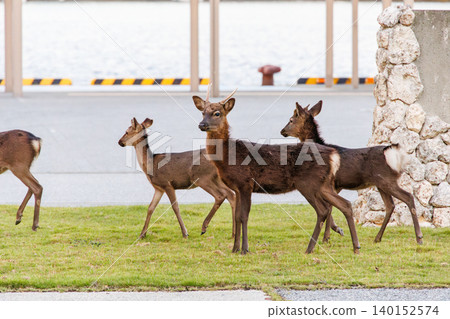 The Kerama deer (Japanese red deer), a natural monument. Aka Island, Kerama Islands, Shimajiri District, Okinawa Prefecture - 2025, 40km west of Okinawa Main Island. The Kerama deer (Japanese red deer), a natural monument. Aka Island, Kerama Islands, Shimajiri District, Okinawa Prefecture - 2025, 40km west of Okinawa Main Island. 140152574