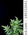 Plants against a black background: Ferns 140152641