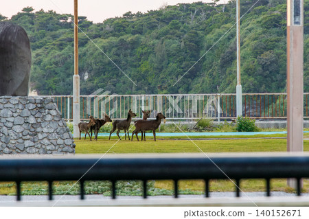 The Kerama deer (Japanese red deer), a natural monument. Aka Island, Kerama Islands, Shimajiri District, Okinawa Prefecture - 2025, 40km west of Okinawa Main Island. The Kerama deer (Japanese red deer), a natural monument. Aka Island, Kerama Islands, Shimajiri District, Okinawa Prefecture - 2025, 40km west of Okinawa Main Island. 140152671