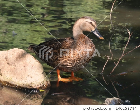 A duck's profile as it stands by the pond. A duck's profile as it stands by the pond. 140152784