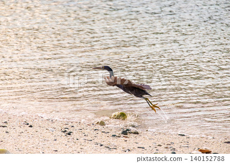 A black heron takes flight over a beautiful coral reef beach with white sand. Akajima Maehama Beach (Meenu Beach), Kerama Islands, Shimajiri District, Okinawa Prefecture. A black heron takes flight over a beautiful coral reef beach with white sand. Akajima Maehama Beach (Meenu Beach), Kerama Islands, Shimajiri District, Okinawa Prefecture. 140152788