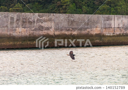 一隻黑鷺飛過美麗的白色沙灘和珊瑚礁海灘。赤島前濱海灘(美奴海灘),慶良間群島,島尻郡,沖繩縣。 一隻黑鷺飛過美麗的白色沙灘和珊瑚礁海灘。赤島前濱海灘(美奴海灘),慶良間群島,島尻郡,沖繩縣。 140152789