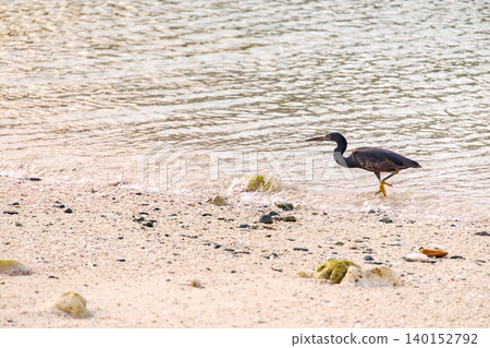A black heron takes flight over a beautiful coral reef beach with white sand. Akajima Maehama Beach (Meenu Beach), Kerama Islands, Shimajiri District, Okinawa Prefecture. A black heron takes flight over a beautiful coral reef beach with white sand. Akajima Maehama Beach (Meenu Beach), Kerama Islands, Shimajiri District, Okinawa Prefecture. 140152792