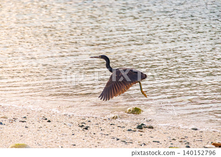A black heron takes flight over a beautiful coral reef beach with white sand. Akajima Maehama Beach (Meenu Beach), Kerama Islands, Shimajiri District, Okinawa Prefecture. 140152796