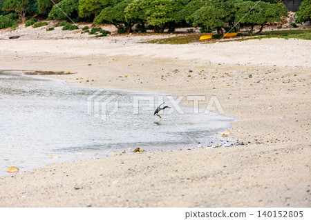 A black heron takes flight over a beautiful coral reef beach with white sand. Akajima Maehama Beach (Meenu Beach), Kerama Islands, Shimajiri District, Okinawa Prefecture. 140152805