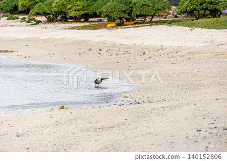A black heron takes flight over a beautiful coral reef beach with white sand. Akajima Maehama Beach (Meenu Beach), Kerama Islands, Shimajiri District, Okinawa Prefecture. A black heron takes flight over a beautiful coral reef beach with white sand. Akajima Maehama Beach (Meenu Beach), Kerama Islands, Shimajiri District, Okinawa Prefecture. 140152806